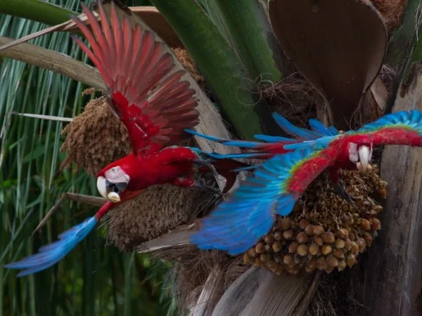 Fauna del Parque Nacional del Manu (10)