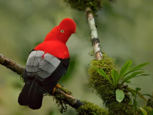 Fauna del Parque Nacional del Manu (2)